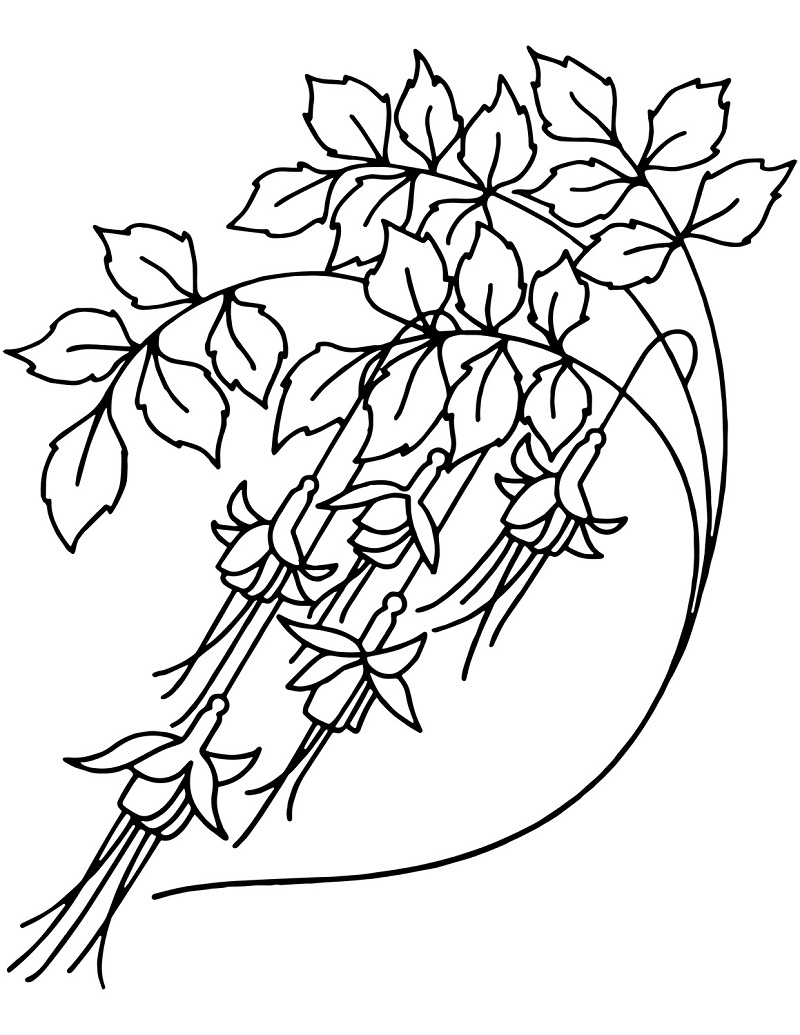 Desenho de Flor Campânula para Colorir Download e Pintar