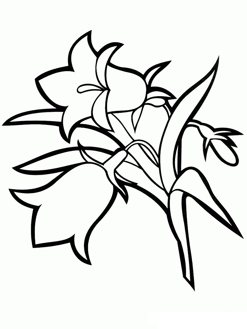 Desenho de Flor Campânula para Colorir Imprimivel e Pintar