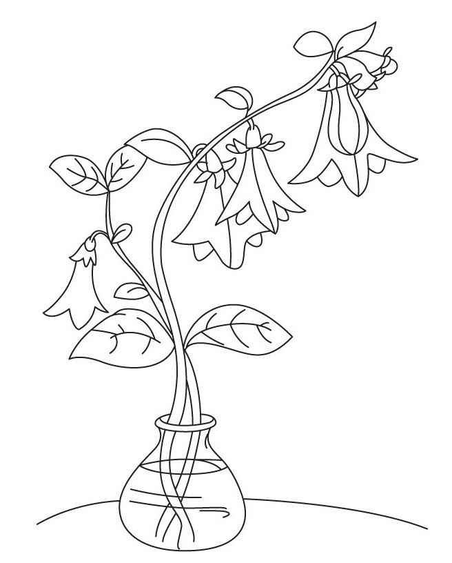 Desenho de Flores de Campânula Download para Imprimir e Colorir e Pintar