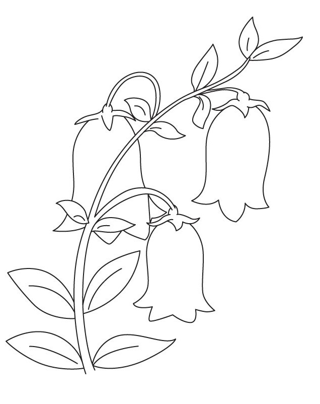 Desenho de Flores de Campânula Imprimivel para Imprimir e Colorir e Pintar