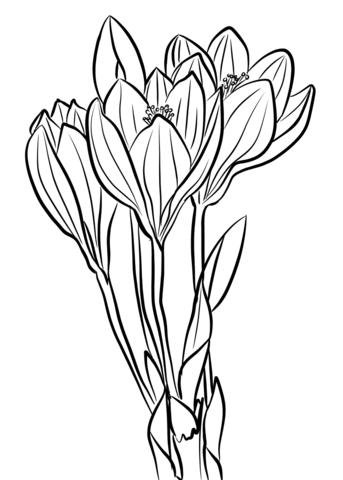 Desenho Flor de Crocus para Colorir e Pintar