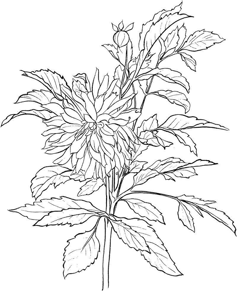 Desenho de Flor Dália Bonita para Colorir Pdf e Pintar