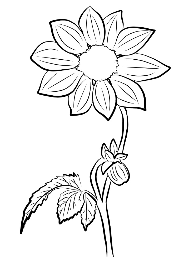 Desenho de Flor Dália Colorida para Colorir Pdf e Pintar
