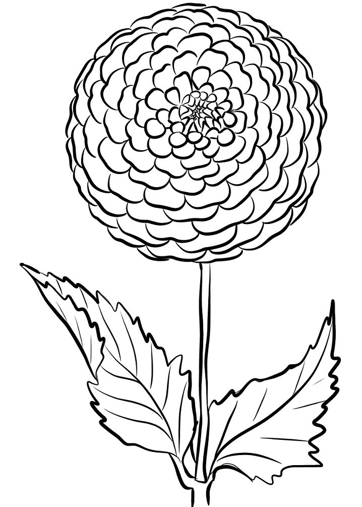 Desenho de Flor Dália com Folhas para Colorir e Pintar