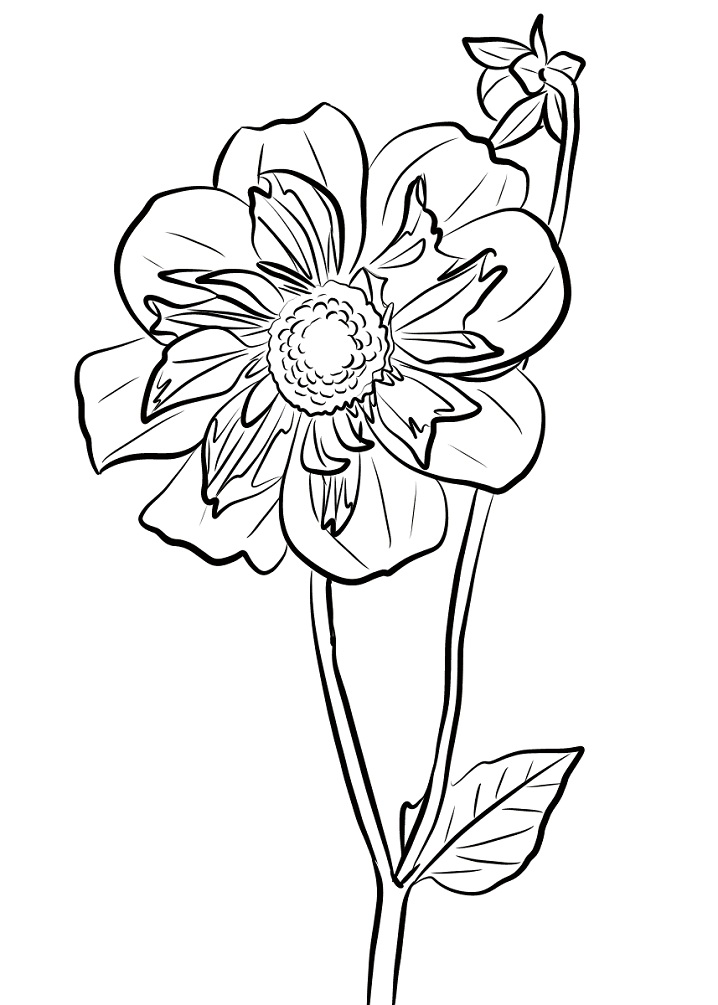 Desenho de Flor Dália Fofa para Colorir Pdf e Pintar