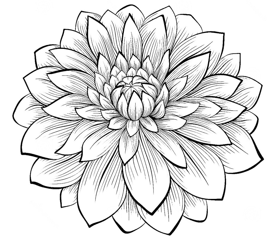 Desenho de Flor Dália Imprimivel Download e Pintar