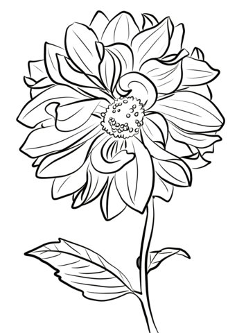 Desenho de Flor Dália para Colorir Pdf e Pintar