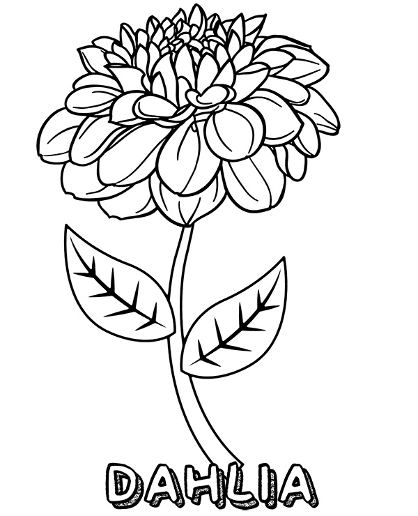 Desenho de Flor Dália para Pintar Giz de Cera