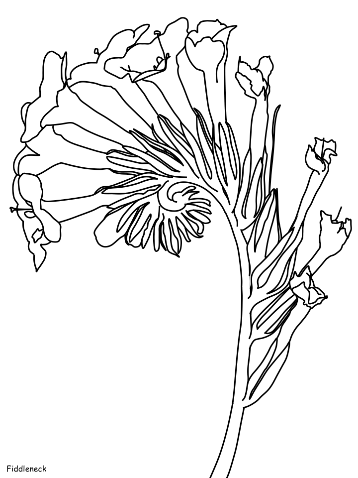 Desenho Flor Fiddleneck para Colorir e Pintar