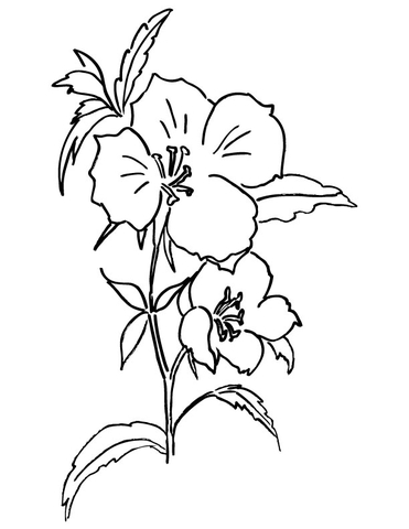 Desenho de Godetia para Colorir em Pdf e Pintar