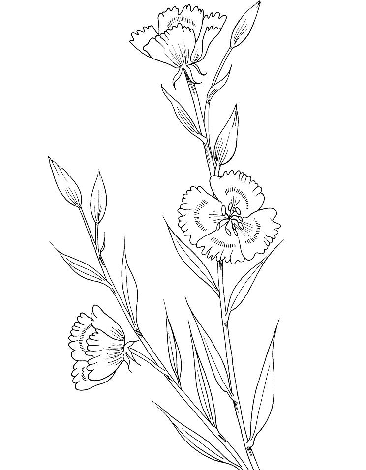 Desenho de Linda Flor Godetia para Cbaixar e Olorir e Pintar