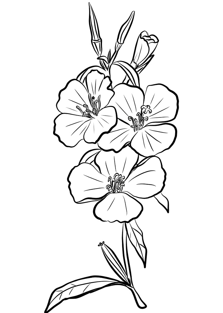 Desenho Imprimivel de Flor Godetia para Colorir e Pintar