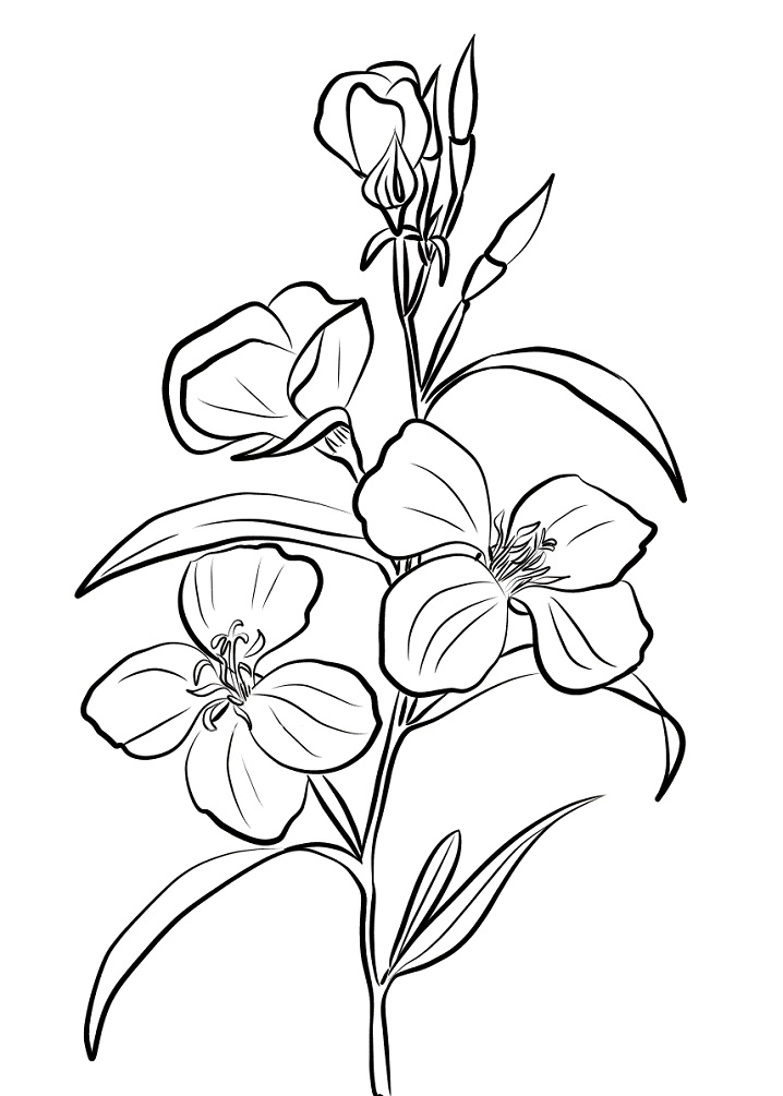Imprimir Desenho Grátis de Flor Godetia para Colorir e Pintar
