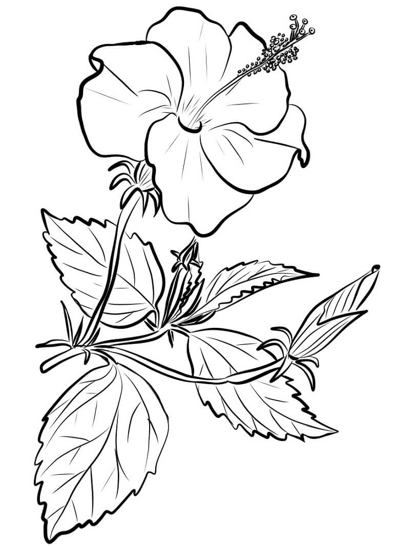 Desenho de Hibisco Bonito para Colorir e Pintar