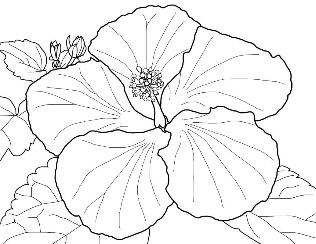 Desenho de Hibisco com Abelha para Colorir e Pintar