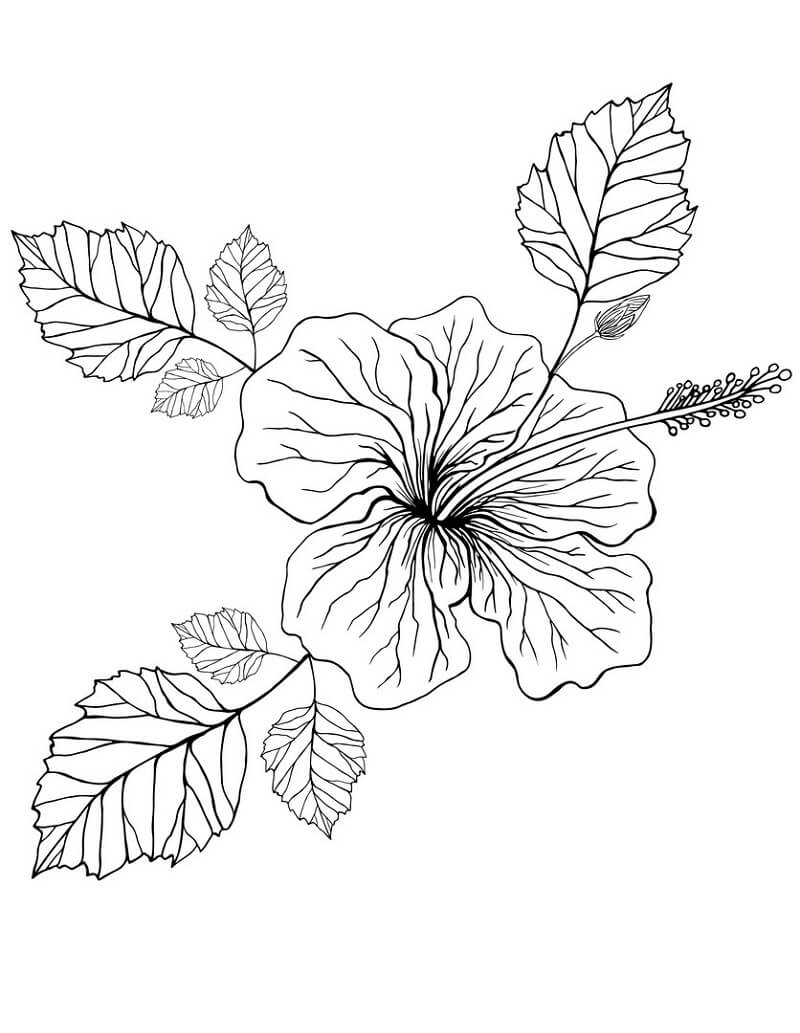 Desenho de Hibisco Grátis para Colorir e Pintar