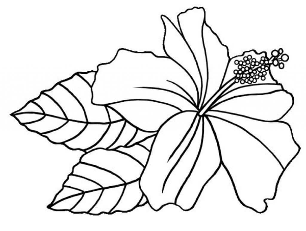 Desenho de Hibisco para Colorir Pdf e Pintar
