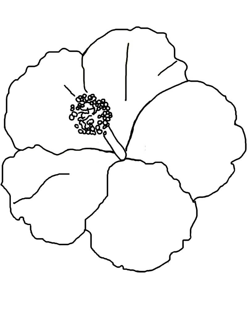 Desenho de Hibisco para Imprimir Lápis de Cor e Pintar