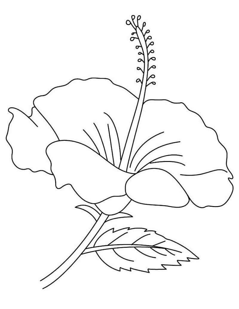 Desenho de Hibisco Realista para Colorir e Pintar
