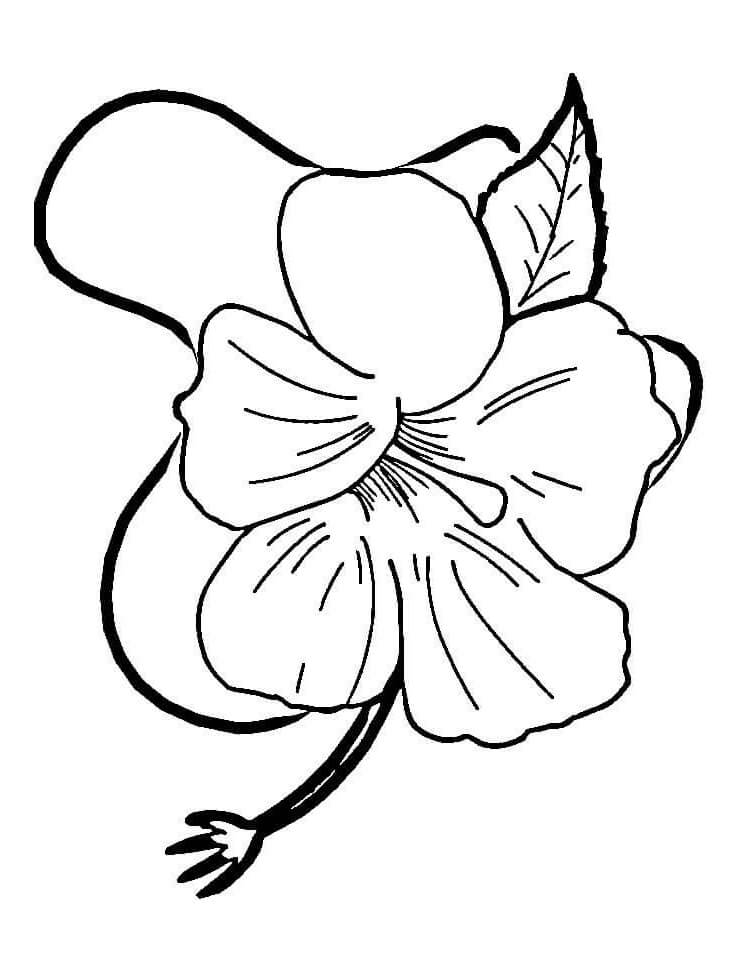 Desenho de Hibisco Simples para Colorir e Pintar