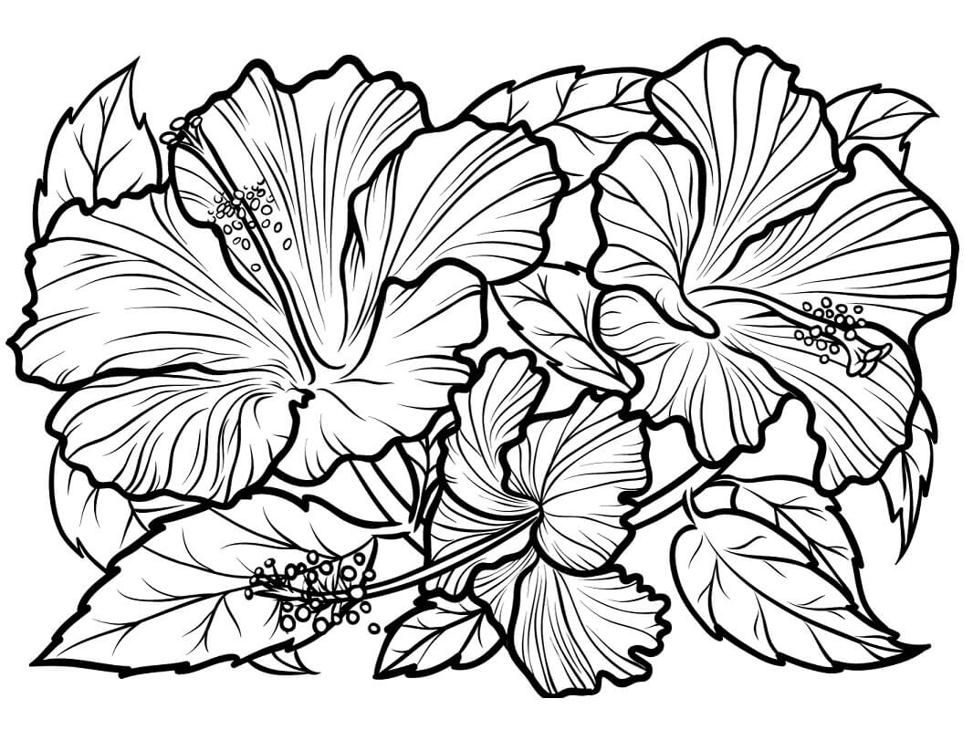 Desenho de Hibisco Tropical para Colorir e Pintar