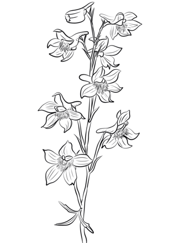 Desenho de Flor Larkspur para Colorir e Pintar