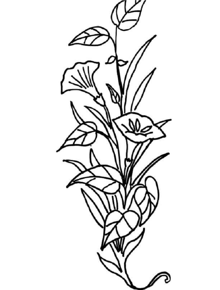 Desenho de Flor Lírio para Colorir Download e Pintar