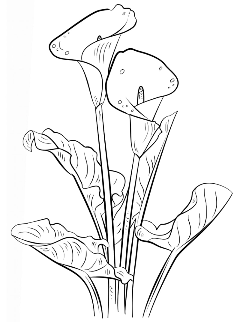 Desenho de Flor Lírio para Colorir Pdf e Pintar