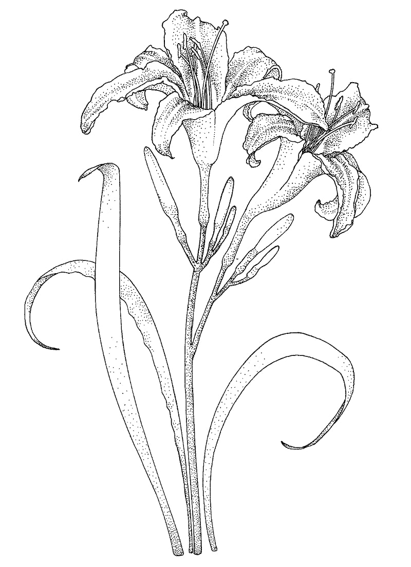 Desenho de Flor Lírio para Imprimir Grátis e Pintar