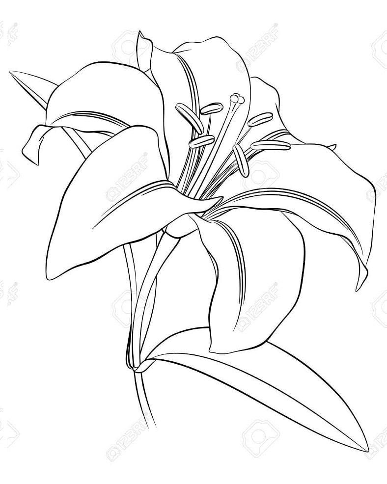 Desenho de Lírio para Colorir Baixar e Pintar