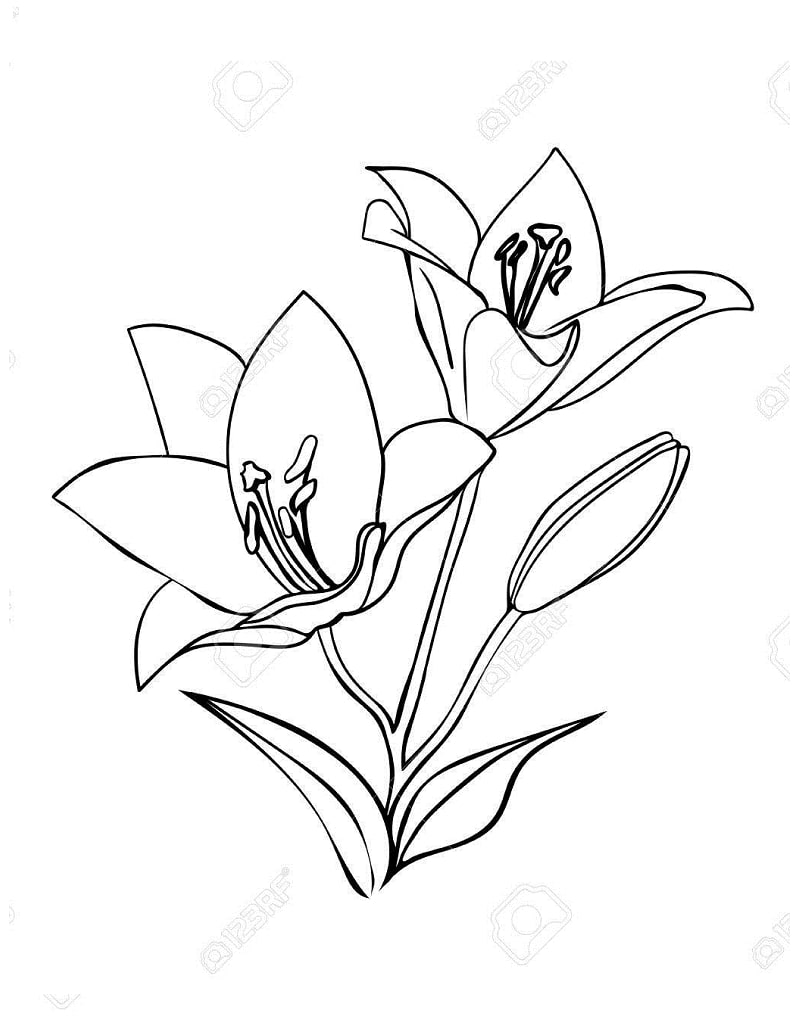 Desenho de Lírio para Colorir Download e Pintar