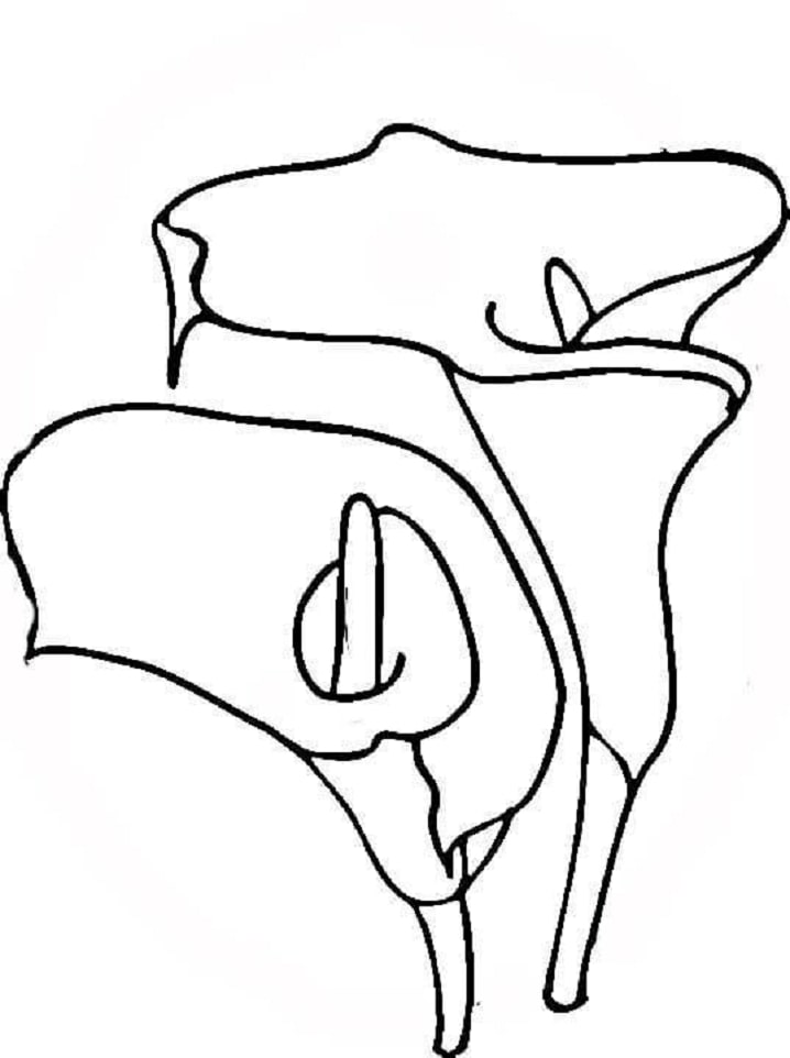 Desenho Imprimivel de Lírio para Pintar