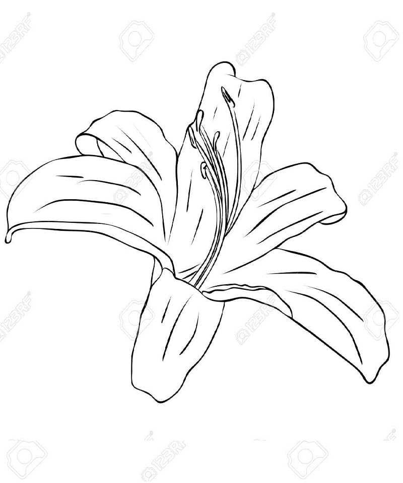 Desenho Lírio Maravilhoso para Colorir e Pintar