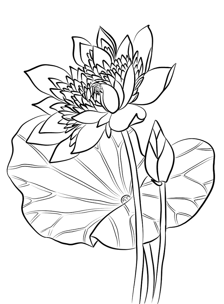 Desenho de Linda Flor de Lótus para Pintar em Pdf