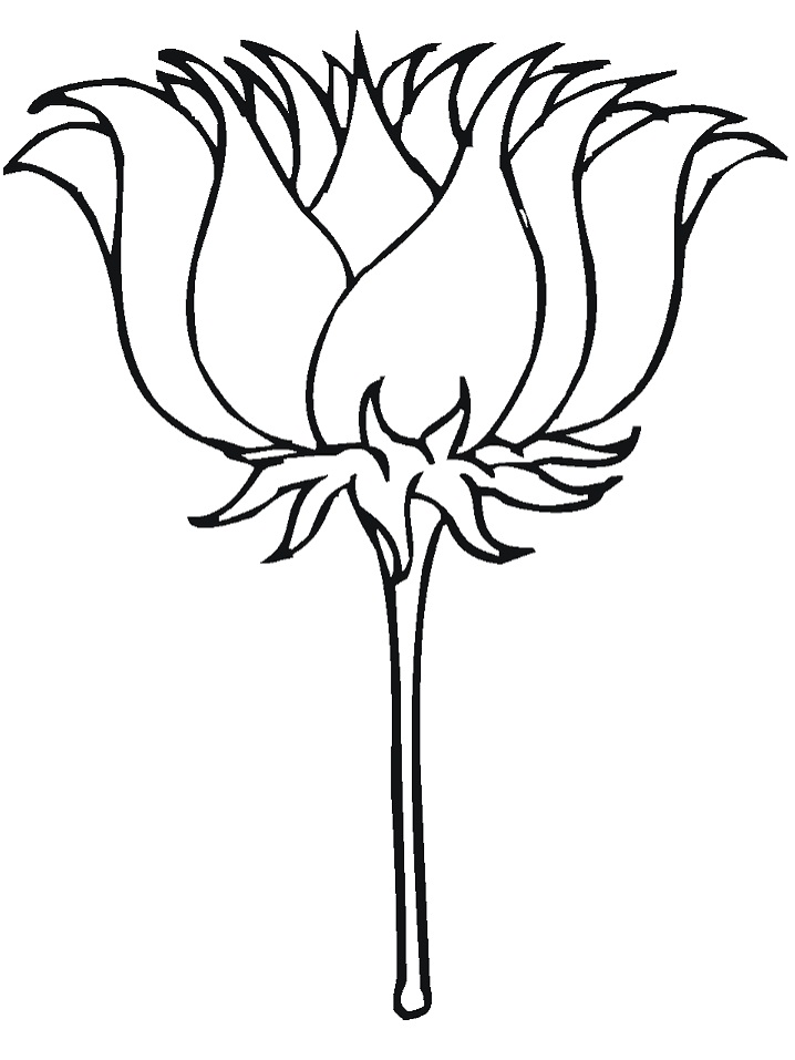Desenho Imprimivel de Flor de Lótus para Colorir de Graça e Pintar