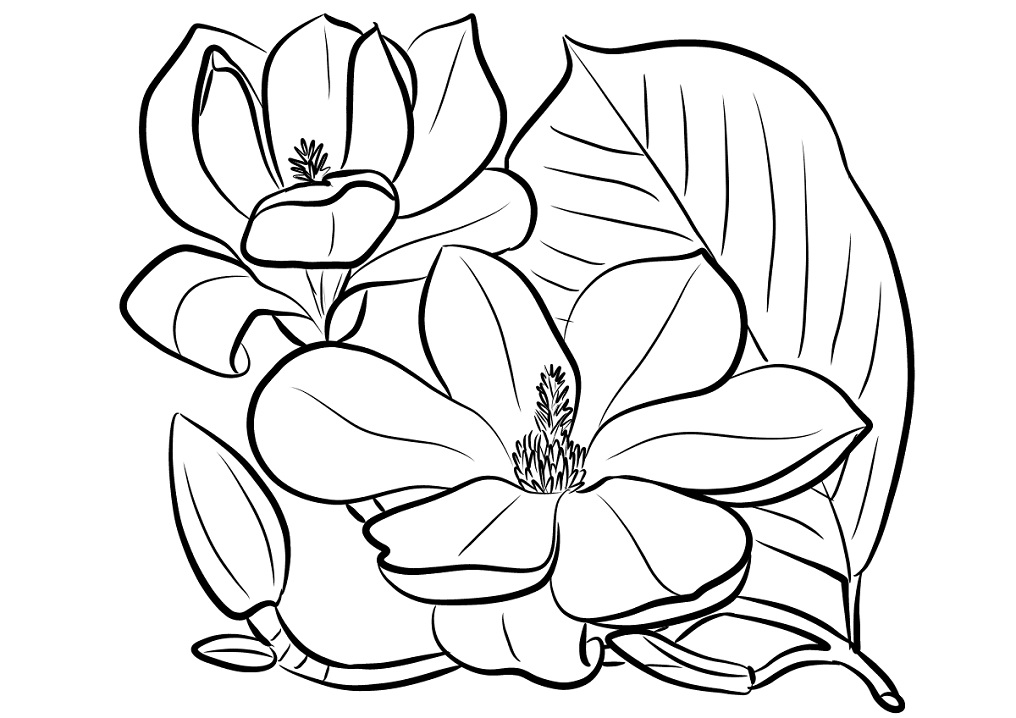 Desenho de Flor de Magnólia para Colorir Baixar e Pintar