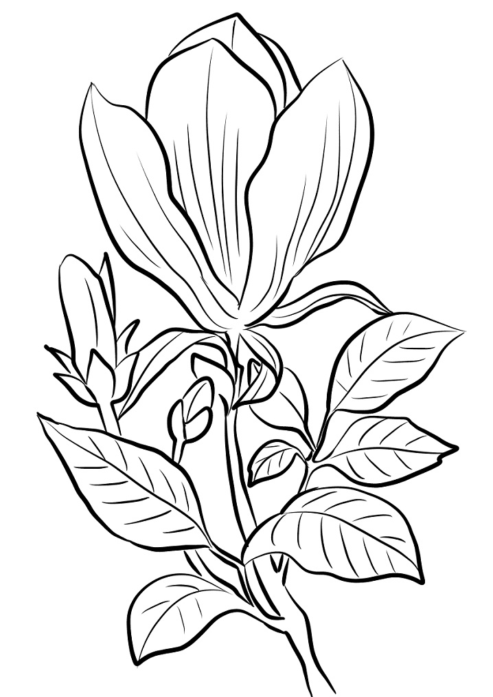Desenho de Flor de Magnólia para Colorir Crianças e Pintar