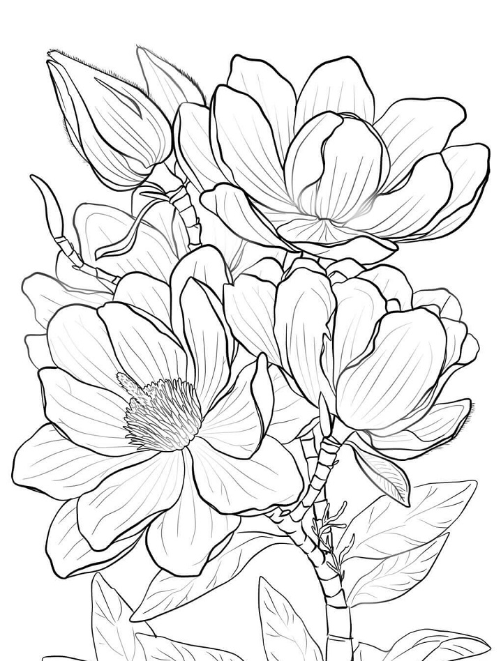 Desenho de Flor de Magnólia para Colorir Download e Pintar