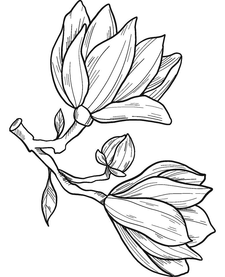 Desenho de Flor de Magnólia para Colorir Download Pdf e Pintar