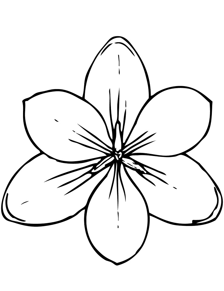 Desenho de Flor de Magnólia para Colorir Lápis de Cor e Pintar