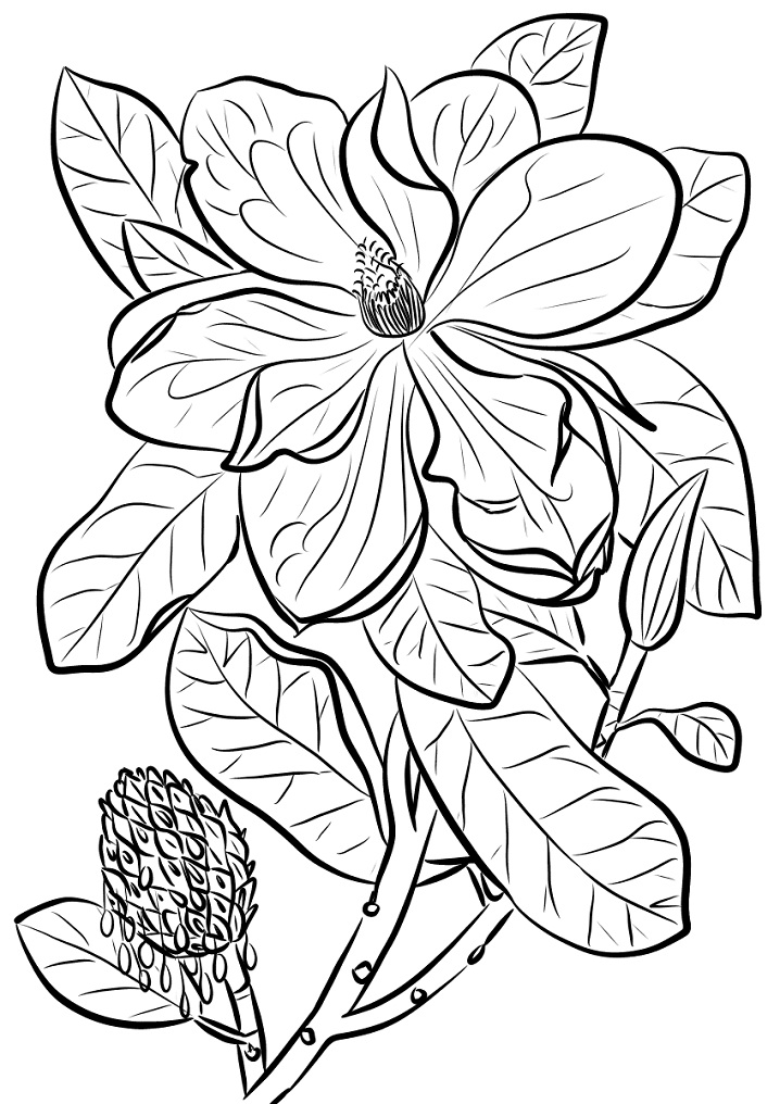 Desenho de Flor de Magnólia para Colorir Online Download e Pintar