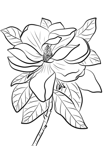 Desenho de Flor de Magnólia para Colorir Pdf e Pintar