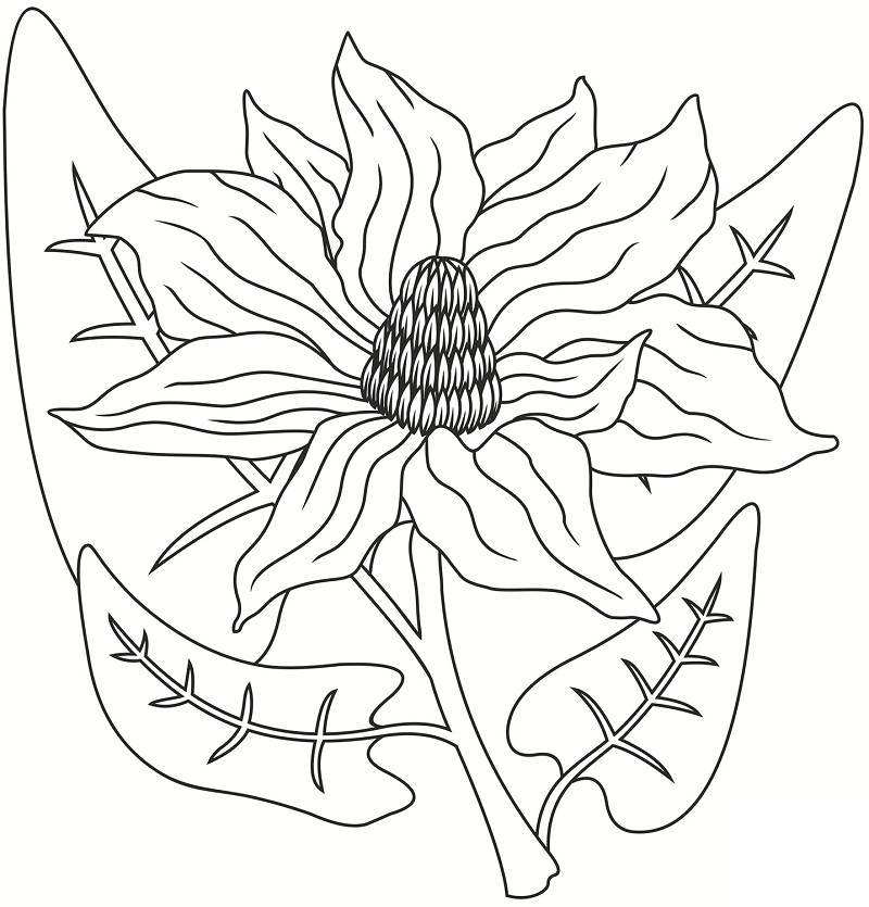 Desenho de Flor de Magnólia para Imprimir e Colorir e Pintar