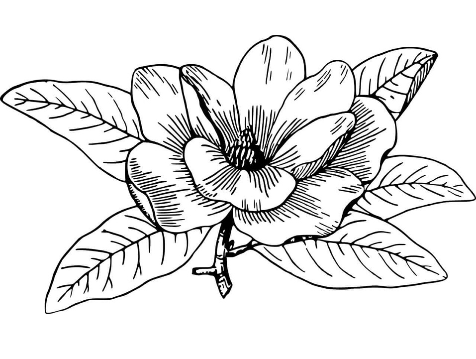 Desenho de Flor de Magnólia para Pintar Tinta Guache