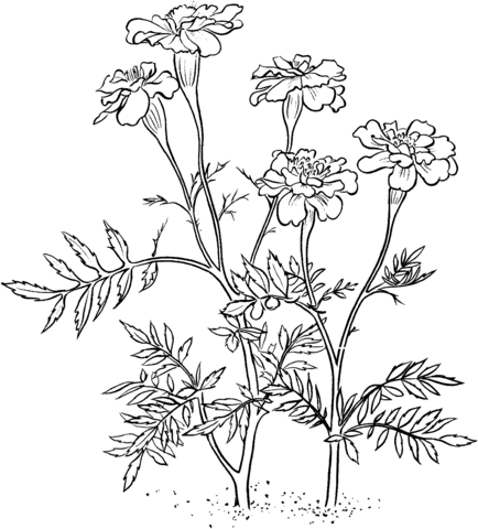 Desenho de Flor Malmequeres para Colorir e Pintar