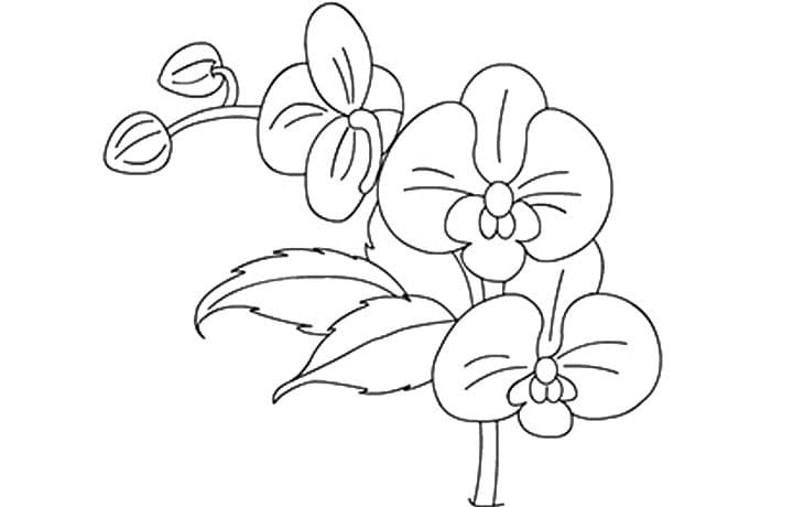 Desenho de Flores de Orquídea para Colorir e Pintar