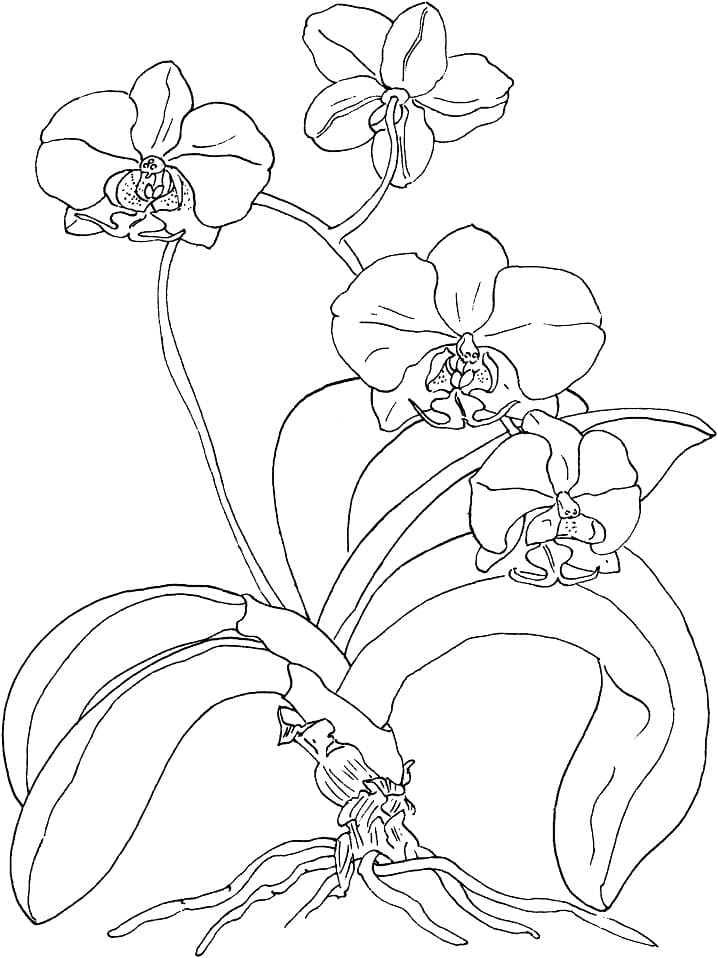 Desenho de Linda Orquídea para Colorir e Pintar