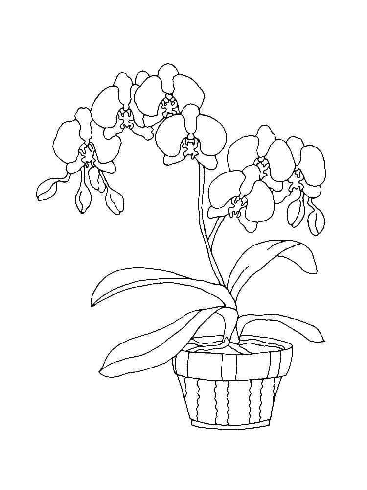 Desenho de Orquídea em Vaso para Colorir e Pintar