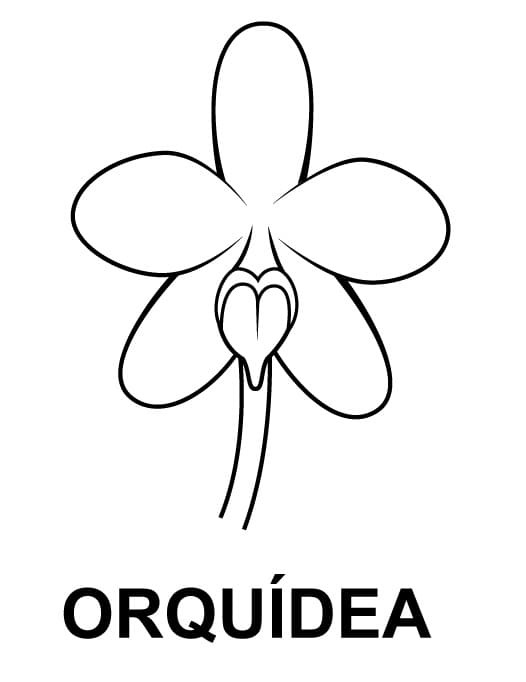 Desenho de Orquídea Fácil para Colorir e Pintar