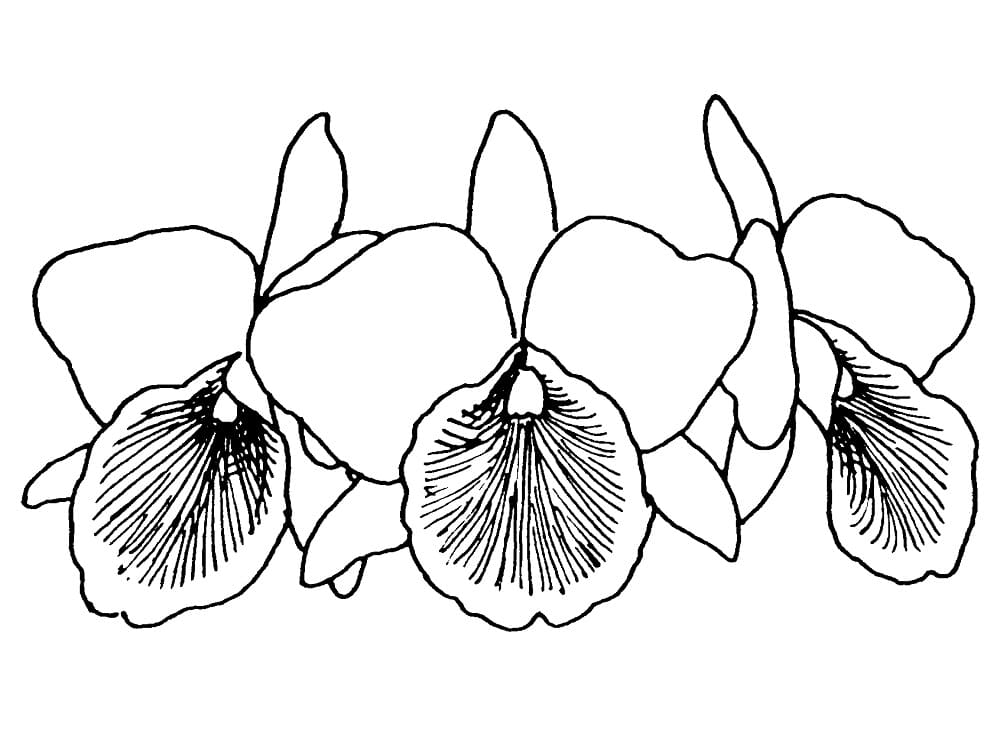 Desenho de Três Orquídeas para Colorir e Pintar